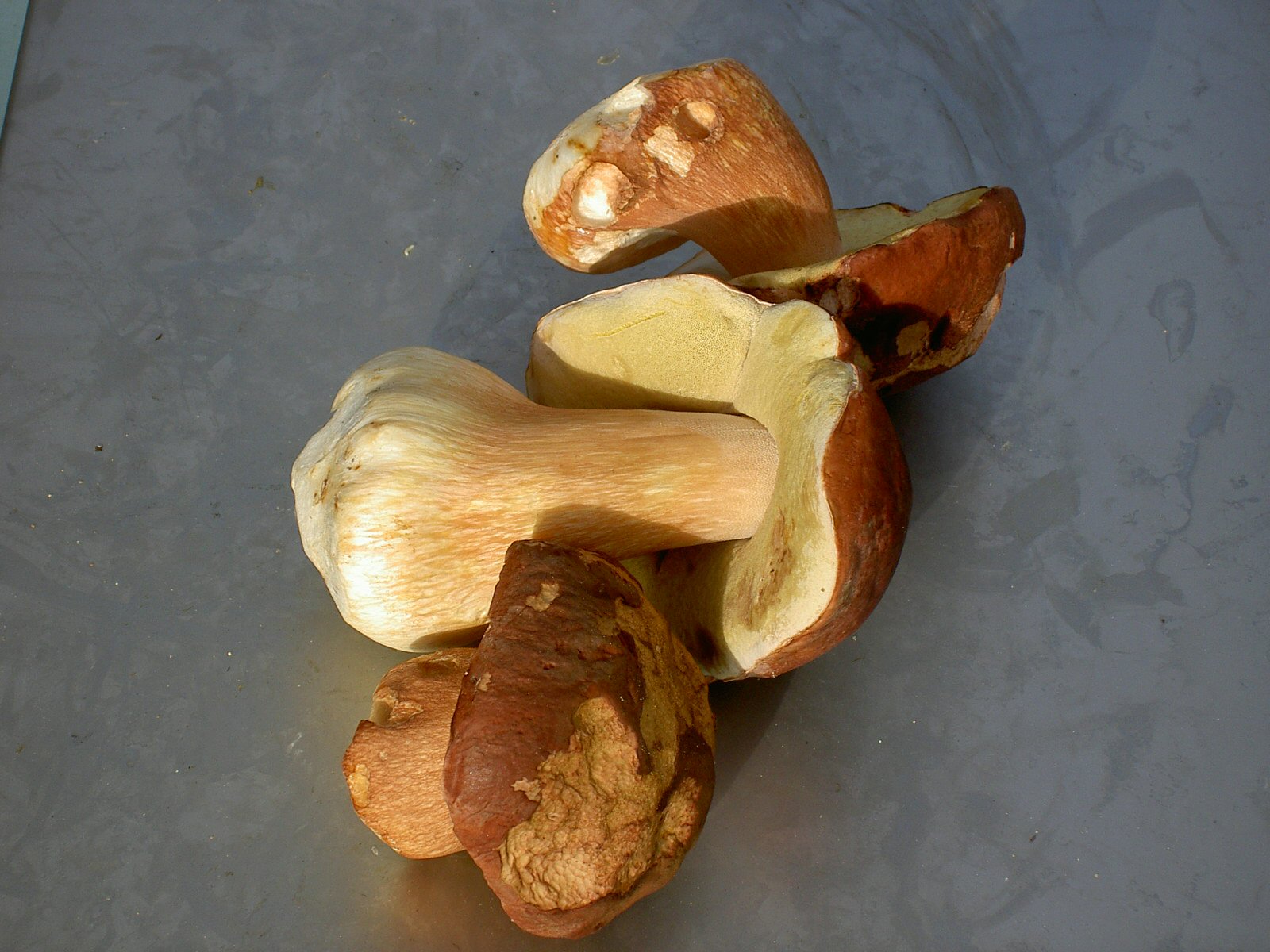 Herkkutatit2