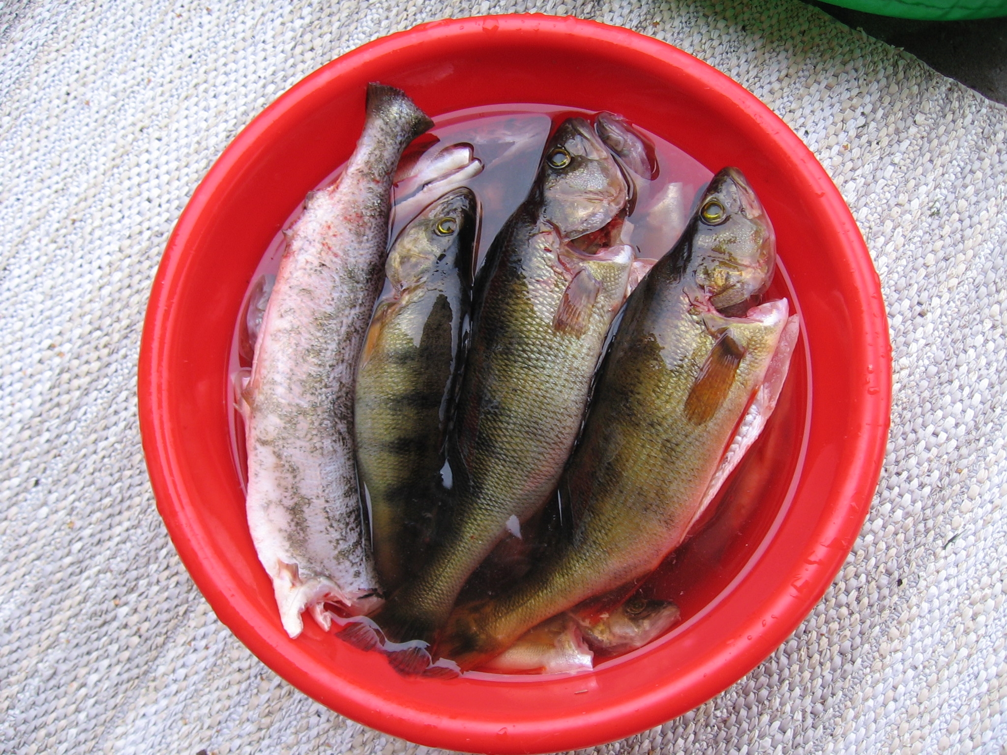 Onkikalat